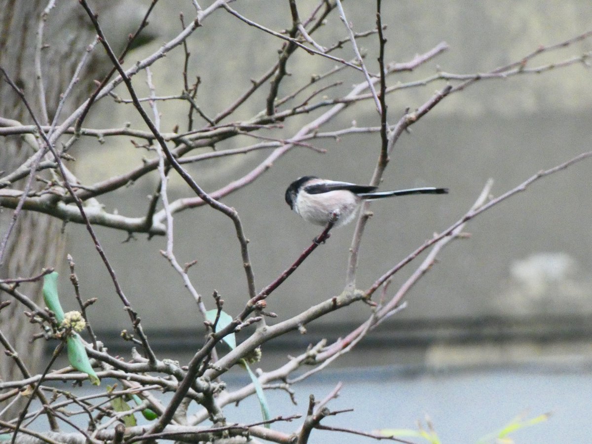 Oh ffs! Never mind, birds in my garden are pretty cat savvy and reappeared after I chased birdbath crasher away 😂 #birdwatching #CatsOnTwitter