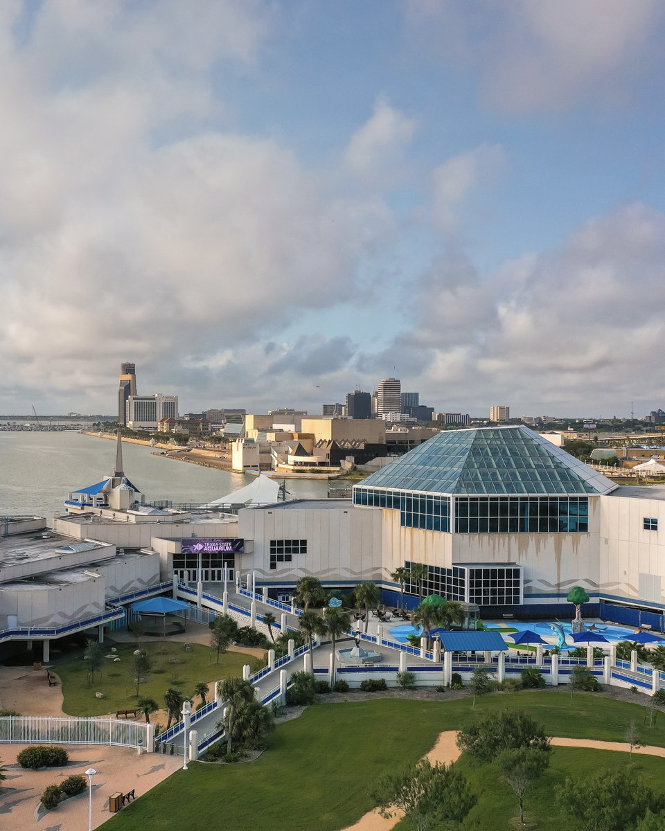 A day at <a href="/TXStateAquarium/">Texas State Aquarium</a>? Say less. 🐬🌊

From dolphin shows to Caribbean creatures, every visit supports wildlife rescue, rehab, &amp; release. Make memories while making a difference. 💙

🔗 Plan your visit here: bit.ly/42zH8Ph

#TexasStateAquarium #WildlifeRescue #SeeCC