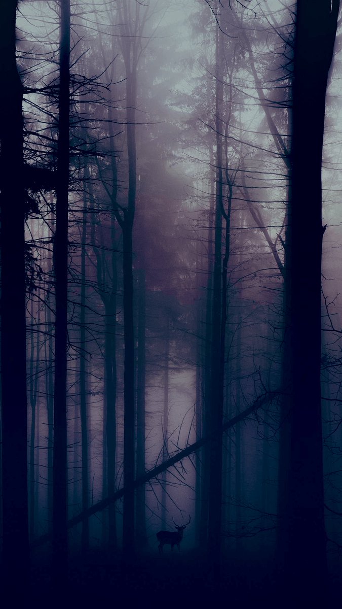 ForuMMail tweet media