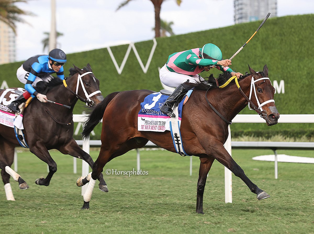 theTDN's tweet photo. #SaturdayRecap: Irish-bred BE YOUR BEST (Muhaarar) picked up right where she had left off last season, winning the GII @PegasusWorldCup Filly and Mare Turf Invitational by a neck over the oncoming rush of Sacred Wish Saturday at @GulfstreamPark.
The 5-year-old mare has now extended her current win streak to three, adding to victories in the Nov. 10 GIII Long Island Stakes and Dec. 21 GIII Suwannee River Stakes.
Owner: @MRyanBloodstock
Breeder: St. Croix Bloodstock
Trainer: @SaffieJosephJr
Jockey: @zayas_edgardo
Read more via @CBossTDN: https://t.co/vPbi3iQZyg
