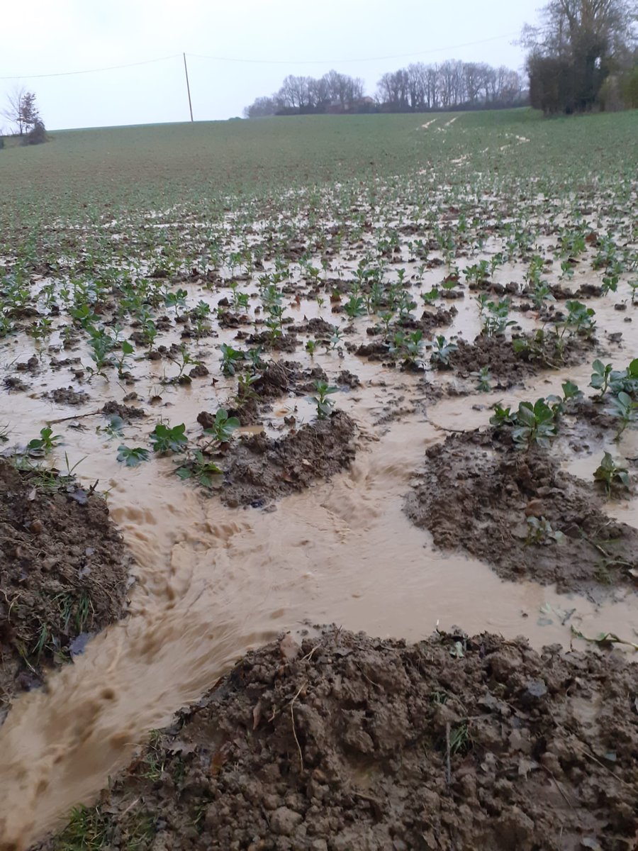 Après le #froid, le #gel, c’est maintenant la #pluie
Mais à la #campagne dans nos #champs, la pluie n’a pas les mêmes conséquences qu’en ville… La forte pluie sur nos #coteaux dévale les #pentes et des #ravines gorgées d’eau se forment