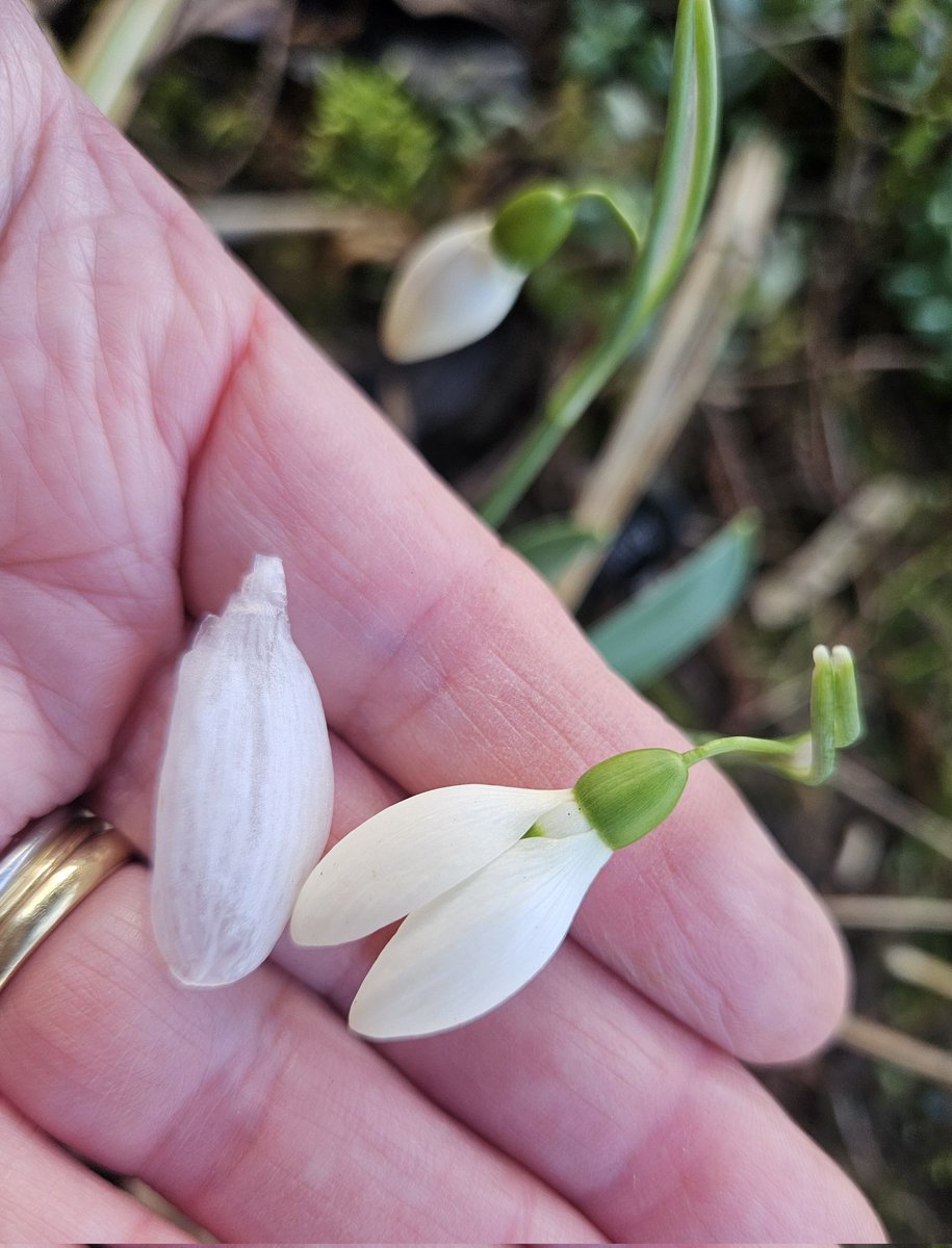 Littleashgarden's tweet photo. Galanthus 'Anglesey Orange Tip' is definitely not pure white...
#snowdrops #yellowsnow https://t.co/gxHavsKLqK