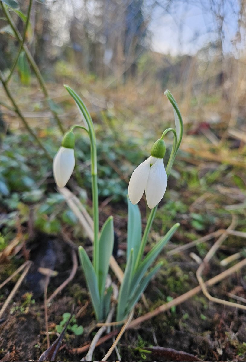 Littleashgarden's tweet photo. Galanthus 'Anglesey Orange Tip' is definitely not pure white...
#snowdrops #yellowsnow https://t.co/gxHavsKLqK
