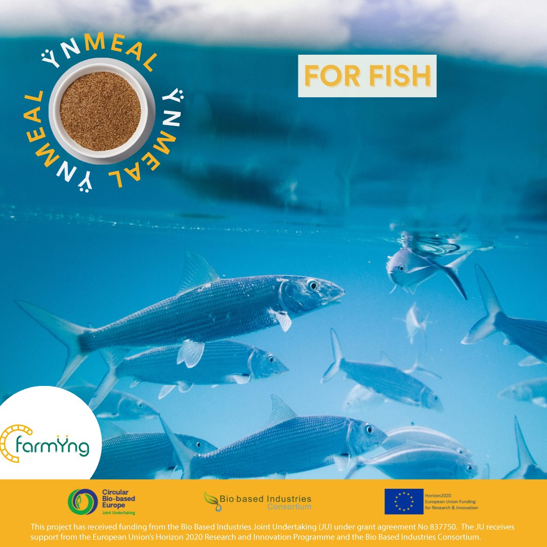 🐾 ŸnMeal: A natural, digestible protein from mealworms for better animal feed. 🌱 Through Farmÿng, we’re scaling sustainable insect-based protein to reduce reliance on fishmeal &amp; support healthier diets.
✅ Premium protein &amp; fiber
✅ Highly digestible
#YnMeal #Farmyng