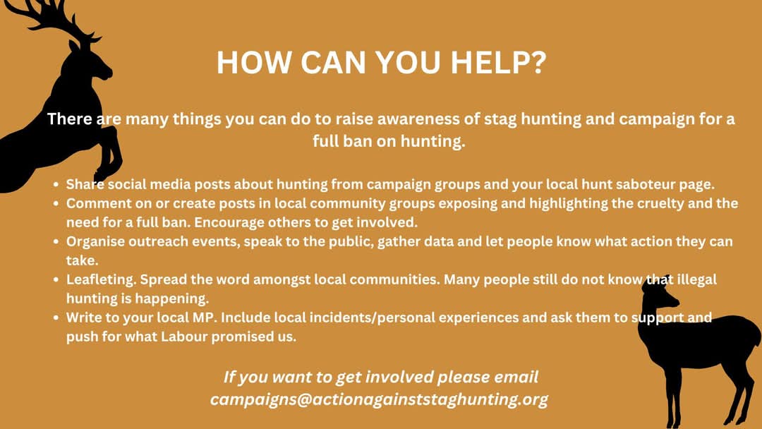 ActionAgainstS's tweet image. If you're sick and tired of illegal hunting then get in touch campaigns@actionagainststaghunting.org or take action using some of the steps we have provided. 

You can also find a template to send to your MP on the Hunt Saboteurs Association website huntsabs.org.uk/ge24-campaign/…