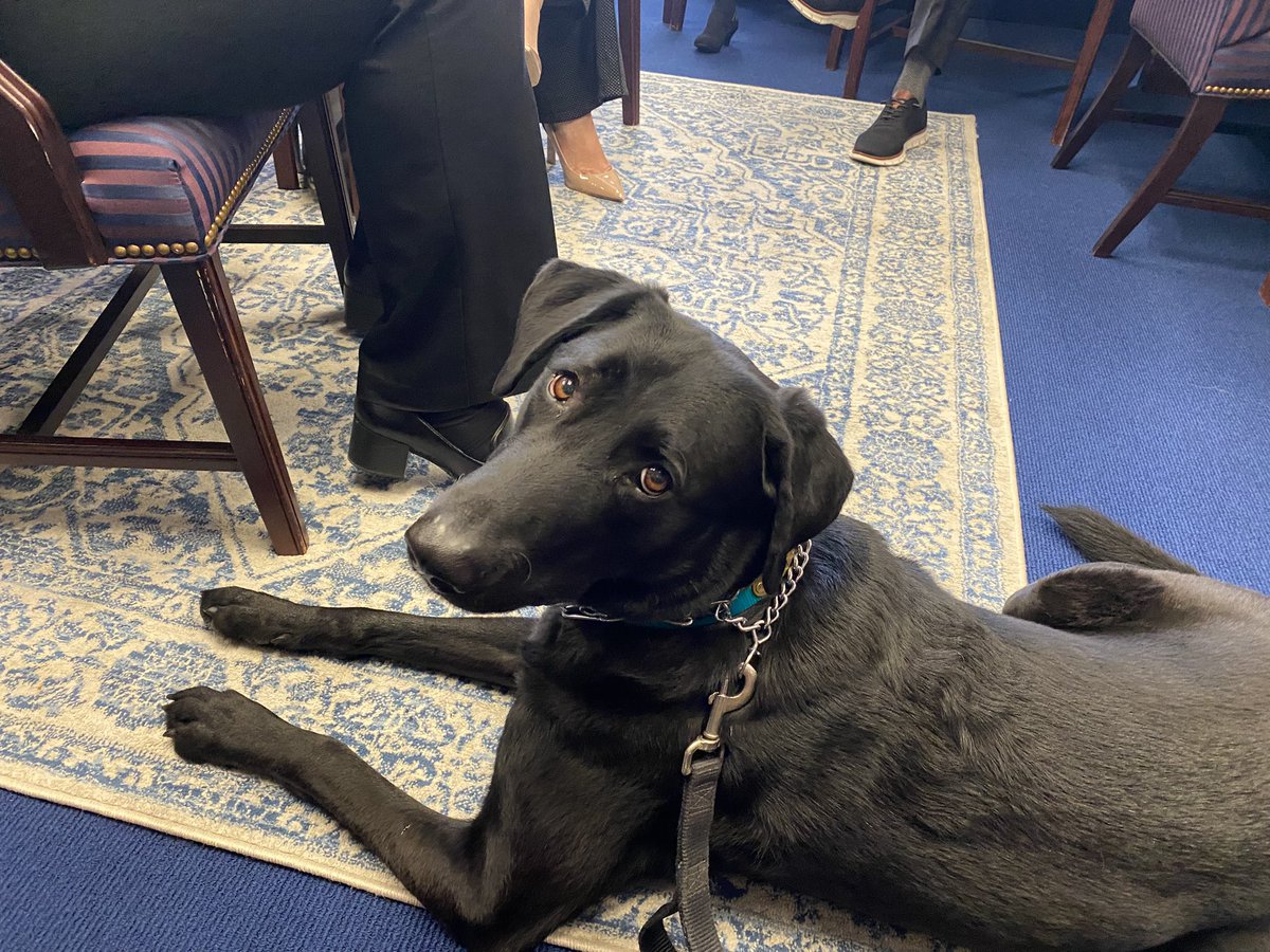 LindsayCrossFL's tweet photo. Cooper attending pre-session meetings and bringing the cuteness ๐
#cooperandcross https://t.co/ytQ2fB2V7W