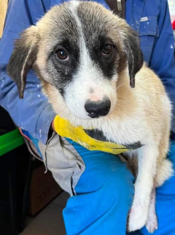 Pawprints to Freedom Rescue🐾 tweet media