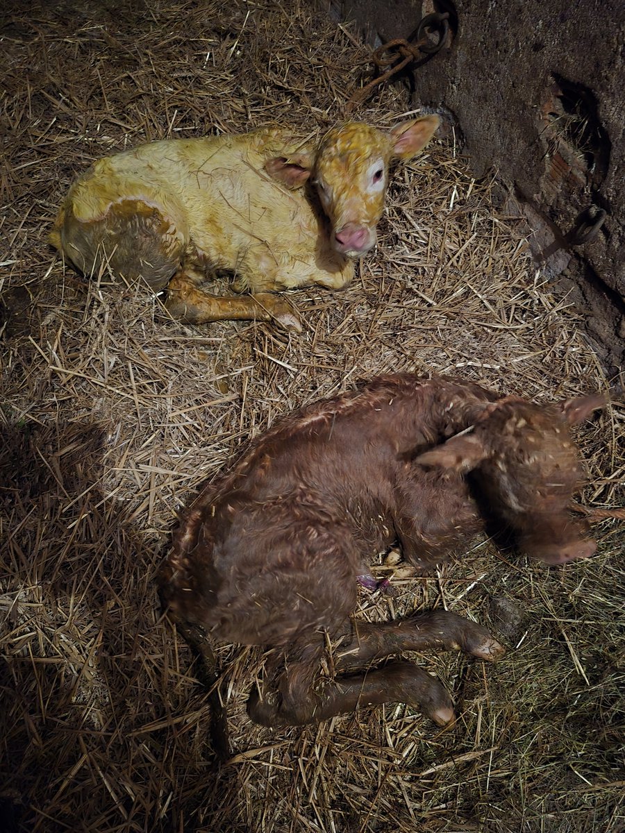 Alors là, je pensais pas que c'était possible. Ma croisée limousine/charolaise, à la repro avec un taureau charolais a vêlé. Des jumelles. Une marron et une bien blanche. D'habitude elle me faisait un veau un peu blond mais là...