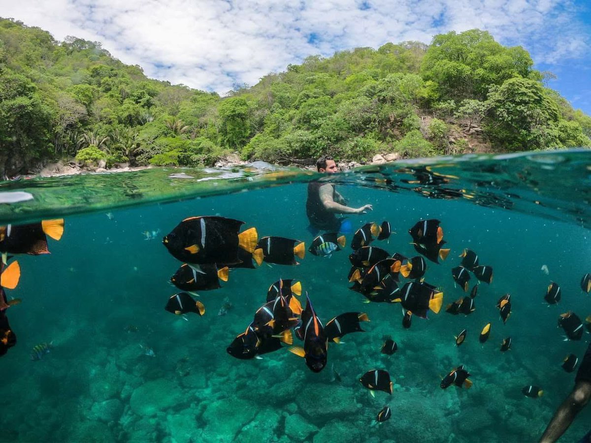 VallartaPtours's tweet photo. ¿Listo para vivir una experiencia única? 🚤🌴 Únete a nuestro tour de Yelapa y Majahuitas, dos de los destinos más hermosos de la costa de Jalisco. 👀

https://t.co/D5ZToRZWZM

#VallartaPlayTours #yelapabeach #Majahuitas #ToursPuertoVallarta #diversionasegurada #yelapamexico 🥳 https://t.co/jfdh6PoDCb