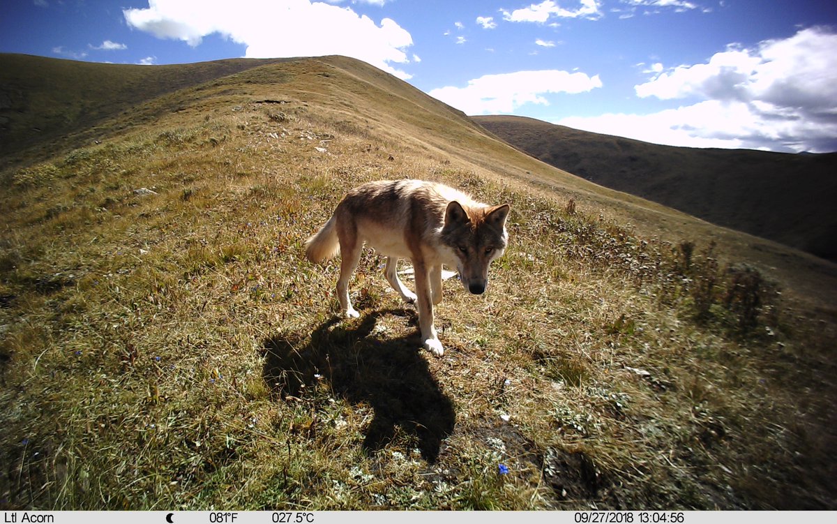 trailcam (@trail_cams) on Twitter photo 