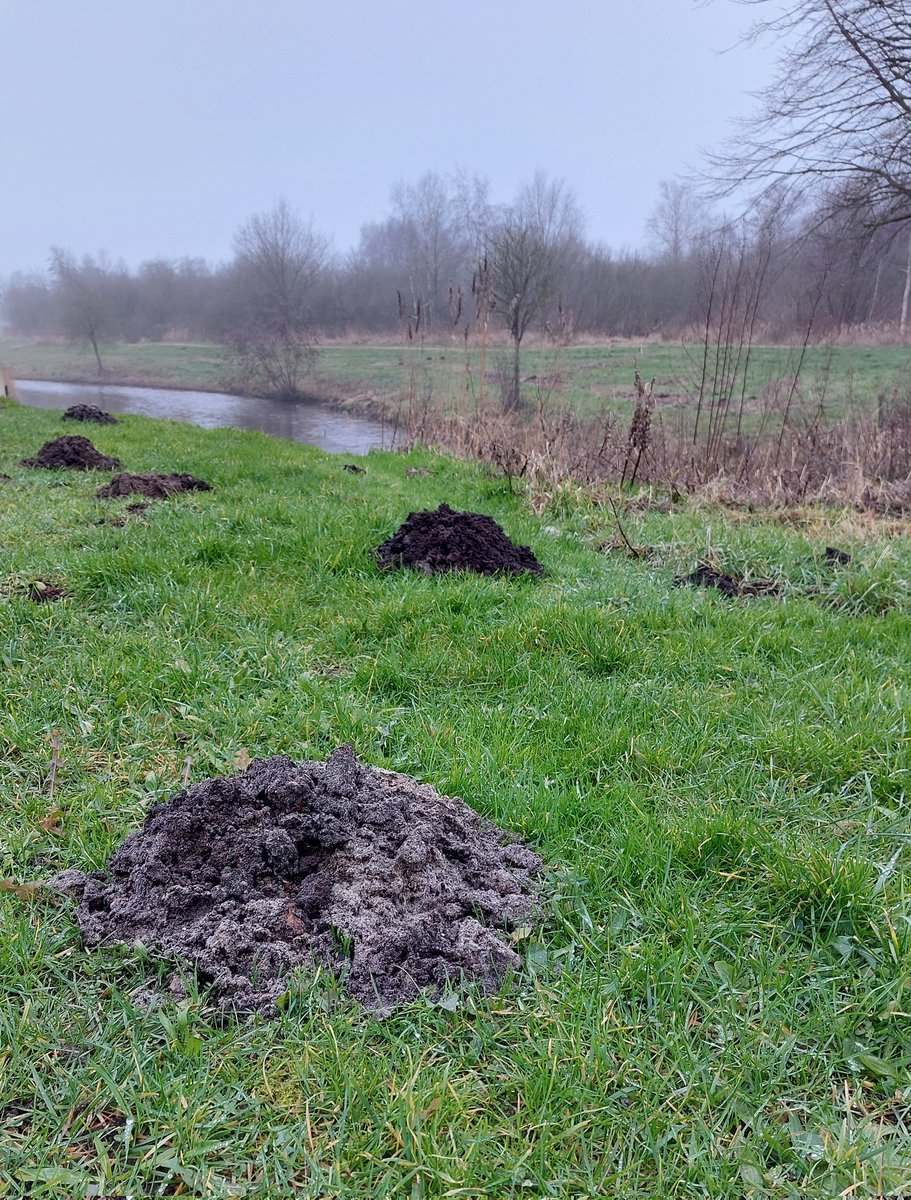 CobiPoel's tweet photo. #ElkeDagEenFoto 28 januari 2024 Wij verjoegen door onze komst de reiger die geduldig op wacht stond bij de #molshoop https://t.co/I3Pi2DvXCx