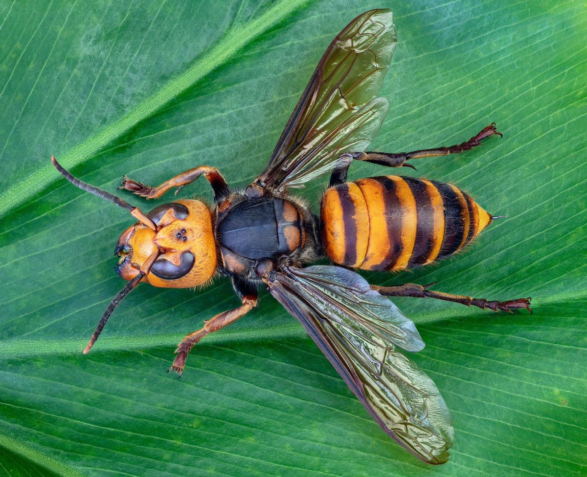 Sorry for inactivity, we had a nectar famine!