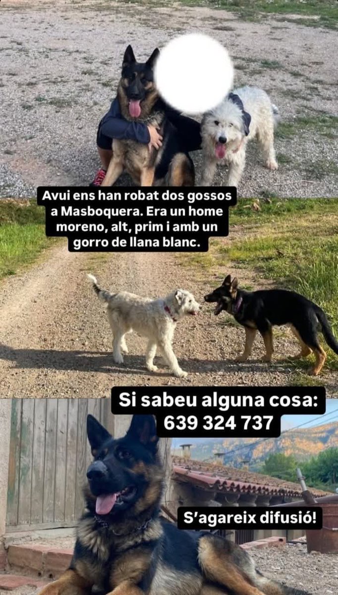 🆘🆘¡¡ATENCIÓN!! 🆘🆘
Estos dos perros han sido secuestrados hoy por un individuo en #Masboquera #Tarragona.
Descripción: hombre moreno, alto, delgado, llevaba un gorro de lana blanco.
Si tenéis alguna pista  contactar:
📞639 324 737
Máxima difusión🙏
📣📣📣
#BaixCamp
#Vandellòs