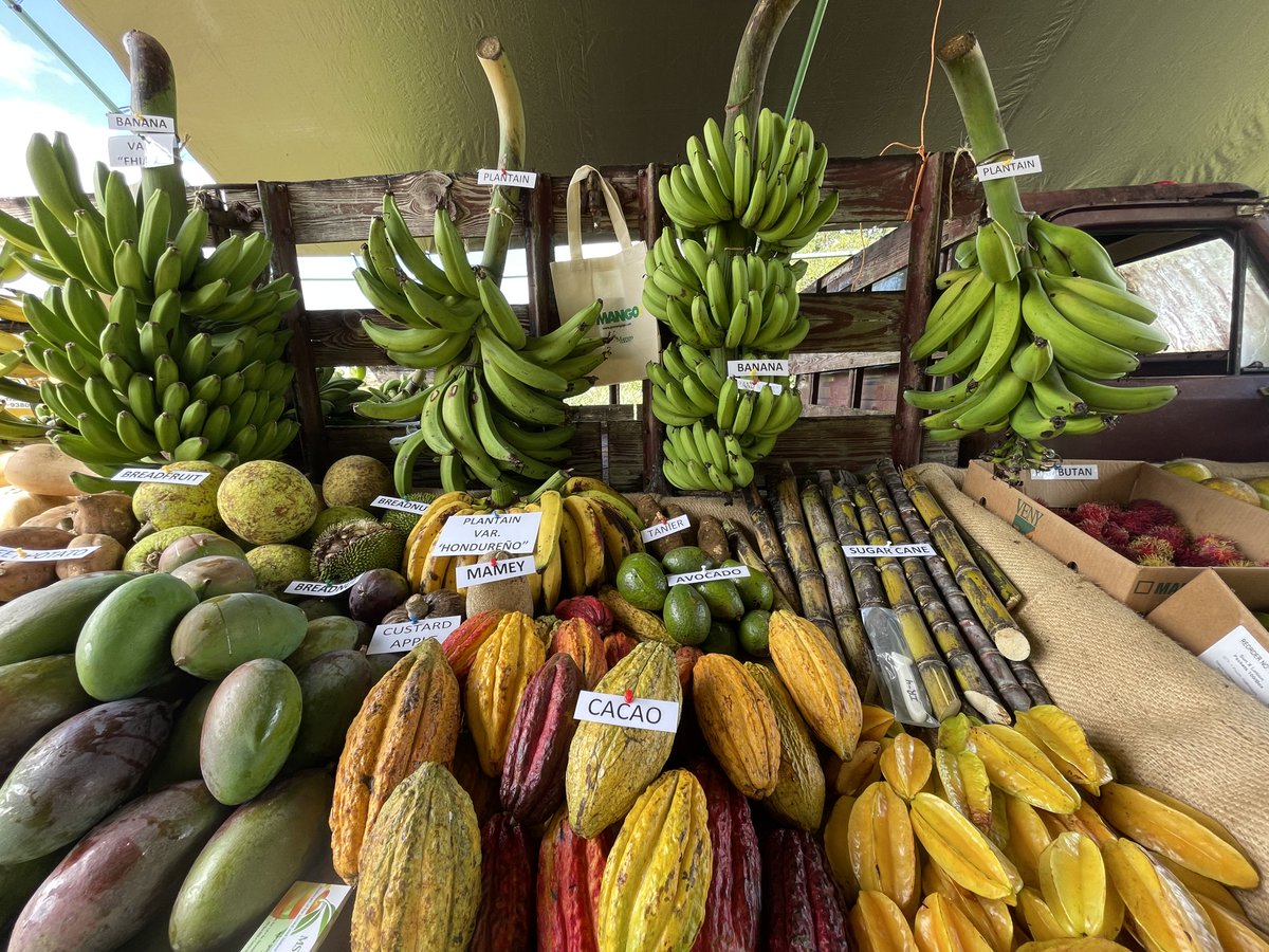 IR4_Project's tweet photo. Learn more about IR-4 teammate Luis Almodóvar in our latest #PeopleOfIR4 story by Raven E. Baez! Luis is an FRD for IR-4 at UPR Mayaguez researching #pestmanagement for tropical #specialtycrops. @PrensaRUM

https://t.co/txRZxvTd5a

#ir4project #puertoricanag #urpm https://t.co/wLBw4s72Vg