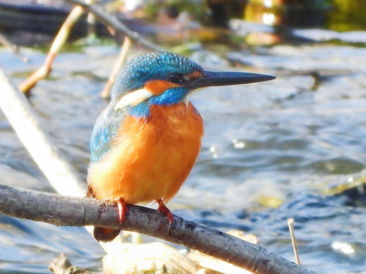 CONS_ELF's tweet photo. Finally 👊🏻😭👊🏻💥💥💥too small to shoot

#Commonkingfisher https://t.co/rH7XD3xpBQ