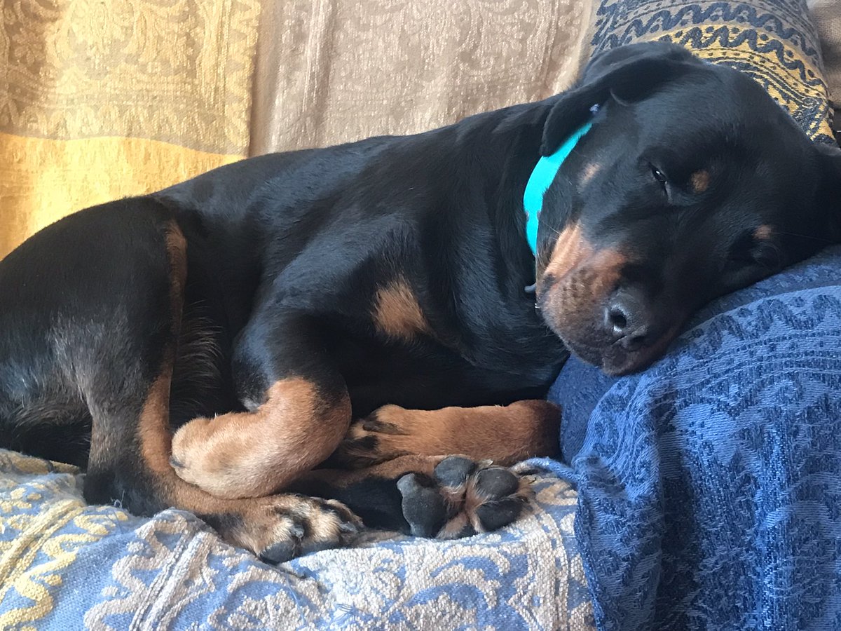 Rayna the Rottie tweet media