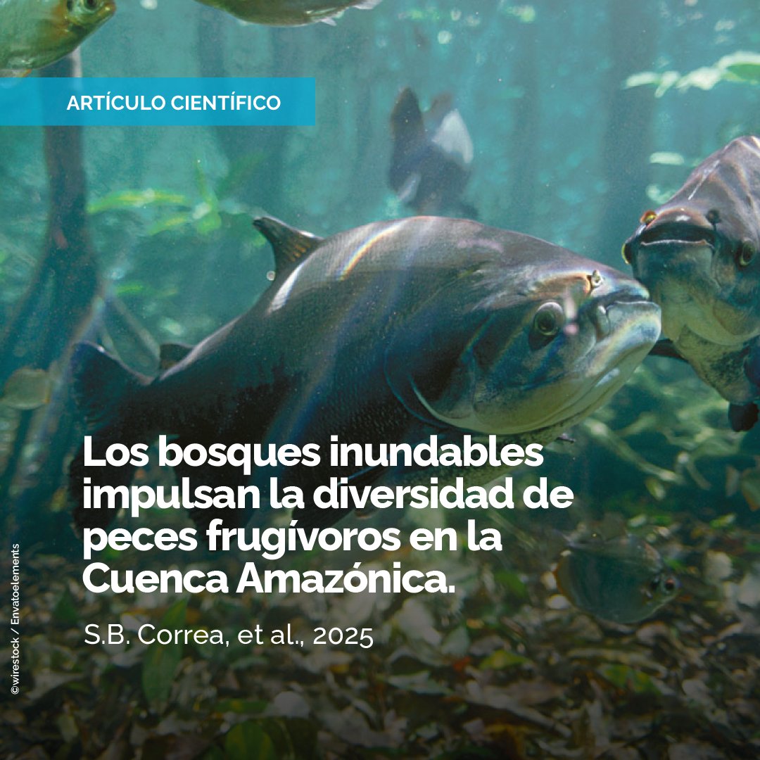 Aguas Amazónicas tweet media