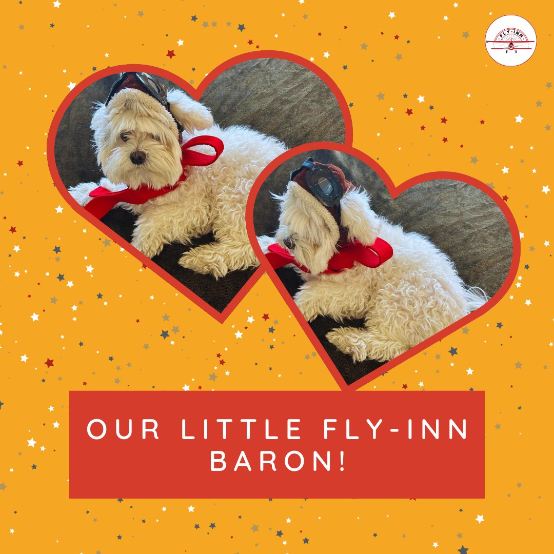 FlyInnLLC's tweet image. ✨ Comment below and tell us who you’d love to share your next adventure with. Whether it’s your furry friend, a loved one, or best travel buddy, let’s celebrate the ones who make every journey unforgettable. 🌍💫

#GeneralAviation #PrivateAviation #flyin #flyinn #ValentinesDay