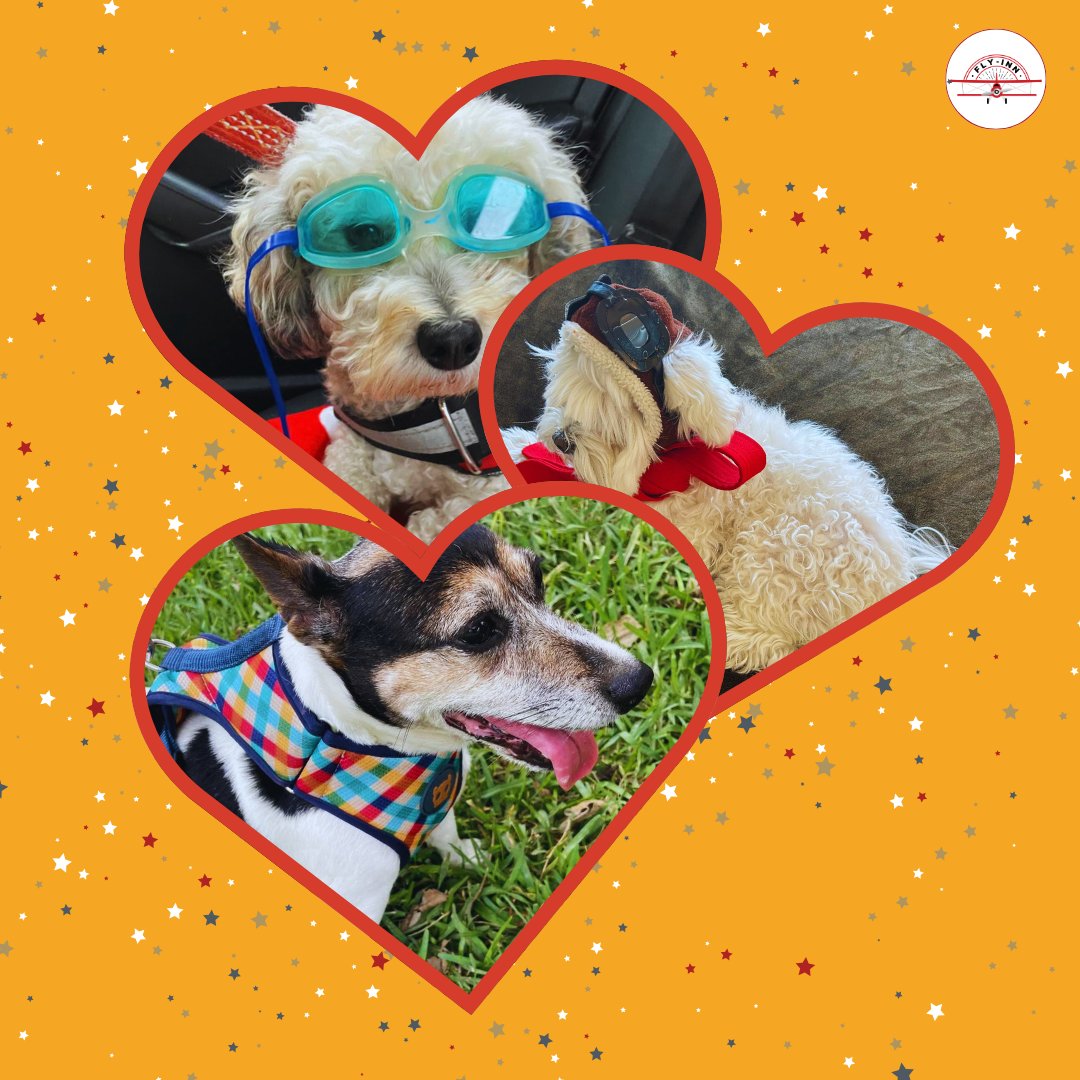 FlyInnLLC's tweet image. ✨ Comment below and tell us who you’d love to share your next adventure with. Whether it’s your furry friend, a loved one, or best travel buddy, let’s celebrate the ones who make every journey unforgettable. 🌍💫

#GeneralAviation #PrivateAviation #flyin #flyinn #ValentinesDay