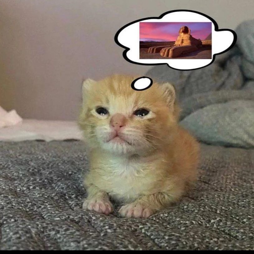 Punch Cat tweet media