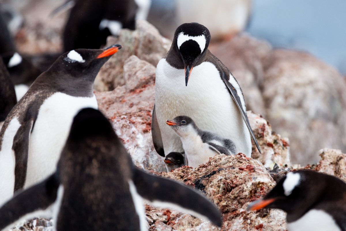 Hapag-Lloyd Cruises tweet media