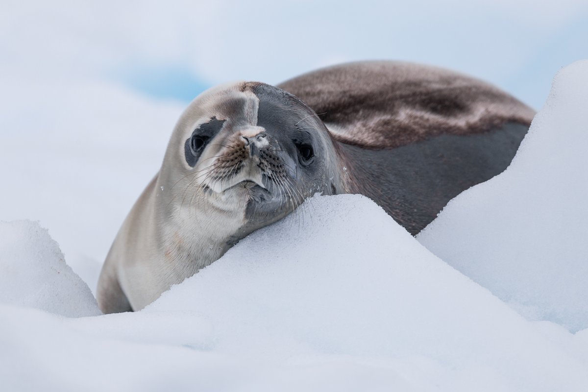 Hapag-Lloyd Cruises tweet media