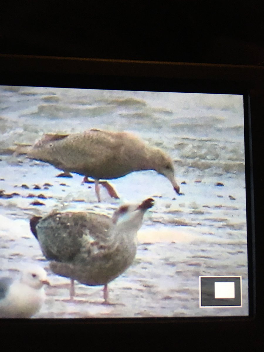 BarneyBirder's tweet photo. Juvenile glaucaus gull -first winter - at the Inny estuary— Reenroe this afternoon https://t.co/oXfiDz7g2z
