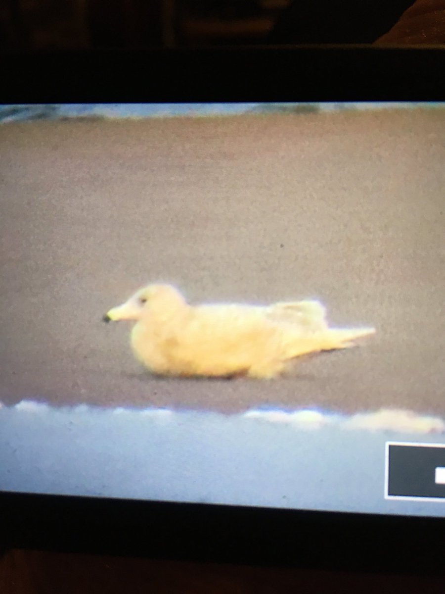 BarneyBirder's tweet photo. Juvenile glaucaus gull -first winter - at the Inny estuary— Reenroe this afternoon https://t.co/oXfiDz7g2z