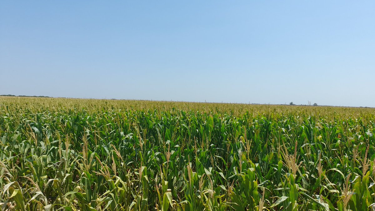 Mariano Martinez tweet media