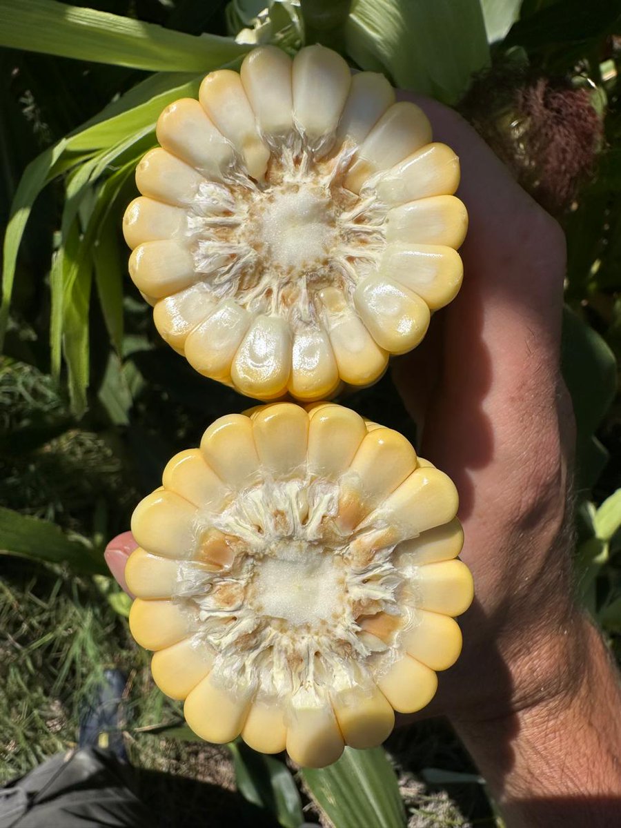 Mariano Martinez tweet media