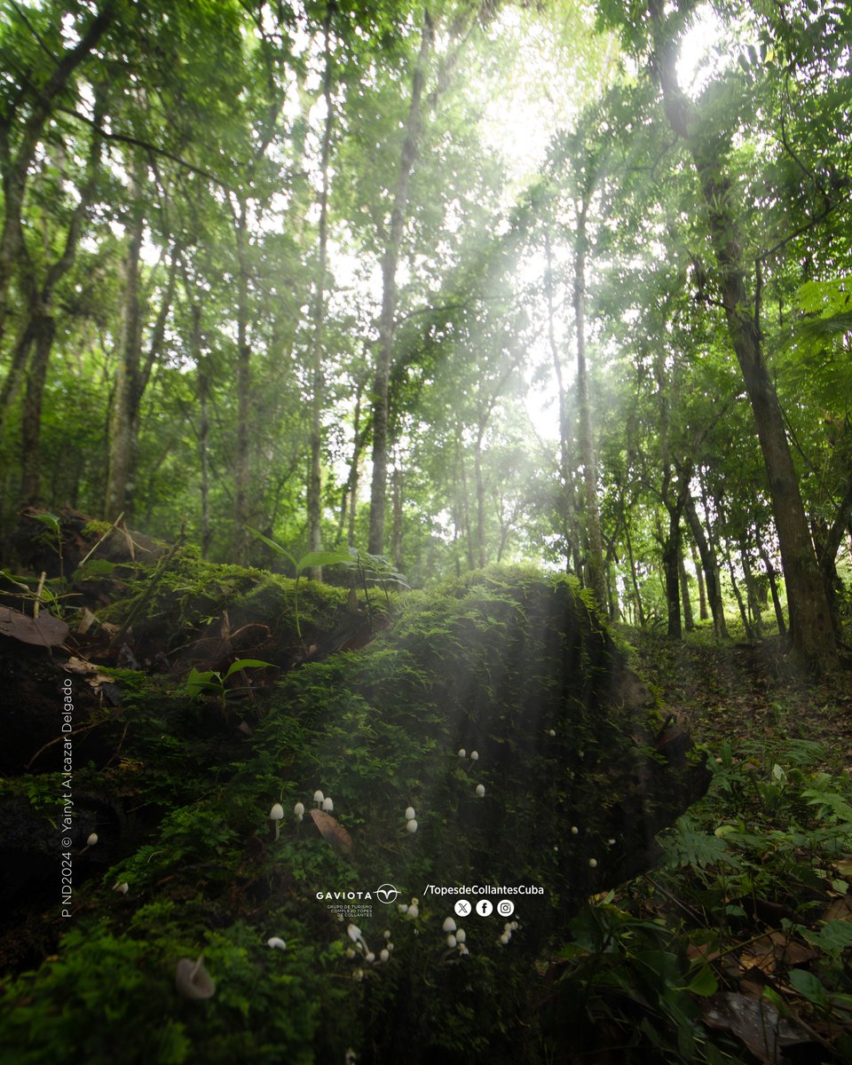 🏞"The mountains are calling, and I must go."💚

📸 <a href="/YainytAlcazar/">Yainyt Alcazar Delgado</a>  Delgado
/Naturaleza Digital 2024
.
.
.
#TopesDeCollantes #DestinosGaviota #GaviotaTurismo #Naturaleza #Viajes #Trip #Fotografía #Trinidad #Vida #Adventure #Destino #Cuba