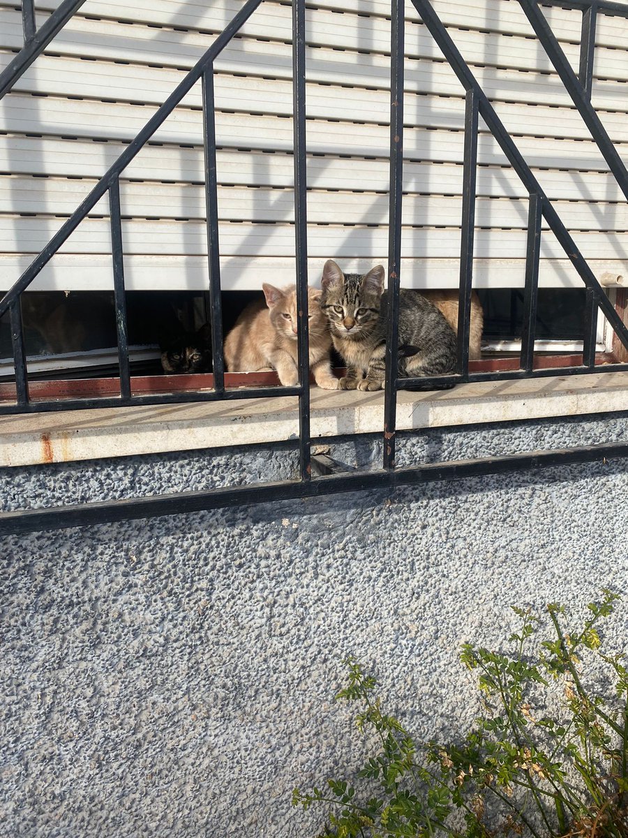 AcofalX's tweet photo. Estos gatos están en Lorca el hombre de 90 años  lo han ingresado bastante grave se han quedado solos , y si el señor no vuelve nadie podrá entrar si hay alguien son gatos de tres meses y medio  que avise les pasamos el contacto 636593623 https://t.co/laOfHhOypD