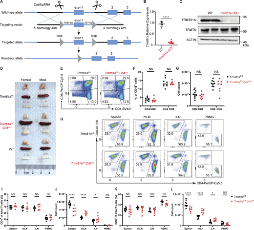 Waggoner Lab (@labwaggoner) on Twitter photo The tRNA m1A modification as a metabolic checkpoint of cholesterol biosynthesis to enhance the tumor-killing capacity of CD8+ T cells <a href="/JExpMed/">Journal of Experimental Medicine</a>
doi.org/10.1084/jem.20… The tRNA m1A modification as a metabolic checkpoint of cholesterol biosynthesis to enhance the tumor-killing capacity of CD8+ T cells <a href="/JExpMed/">Journal of Experimental Medicine</a>
doi.org/10.1084/jem.20…