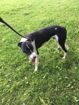 millypod1's tweet photo. 🆘24 JAN 2025 #Lost HUI #ScanMe
Black And White Collie Cross Male
Between #Chatton and #Wooler area #Northumberland #NE66
https://t.co/3GqmmGnSru https://t.co/R85NHEnJ4j