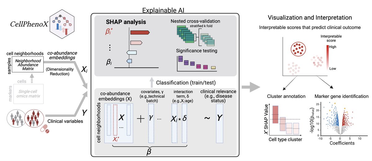 CellPhenoX: An eXplainable Cell-specific machine learning method to predict clinical Phenotypes using single-cell multi-omics biorxiv.org/content/10.110…