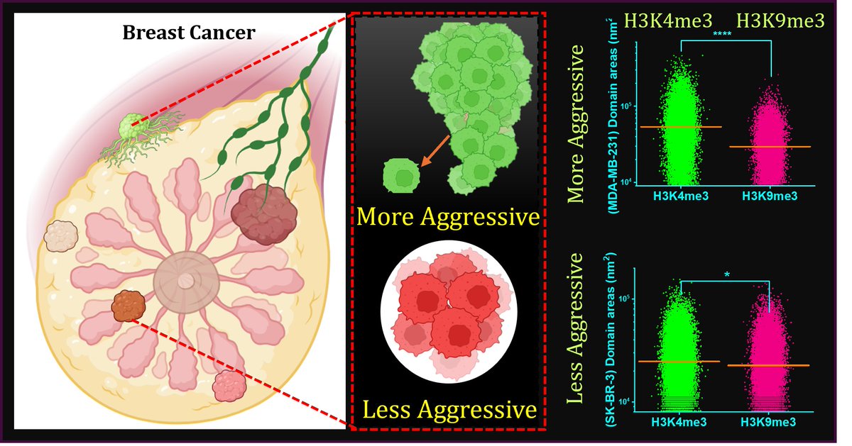ckn_lab_IIT's tweet photo. Thrilled to share our another latest article titled "Chromatin Marks H3K4me3 and H3K9me3 in Triple-Negative Breast Cancer Cell Lines" got published in Wiley's Advanced Biology. Congratulation to Farhan, Kush and Abdul for this nice work. https://t.co/aOsZo5a0DC https://t.co/Ui3NV5UWiN