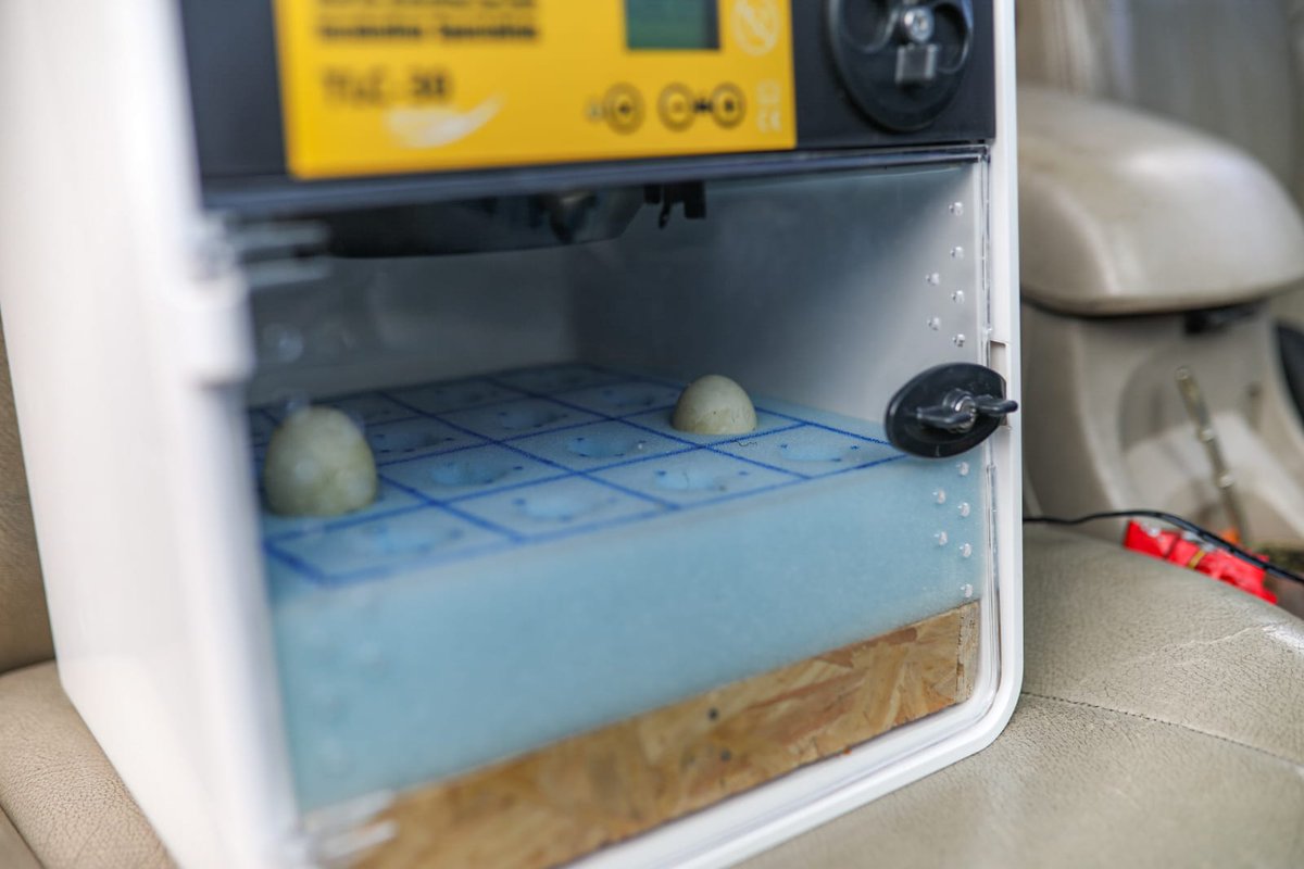 <a href="/Gabitagaba22/">Gaby Gabarain</a> , nuestra veterinaria encargada de esta labor, colectó huevos de reaseguro, para intentar que al menos algunos de los huevos de la colonia eclosionen y puedan ser liberados, independientemente del éxito de la colonia “natural”.