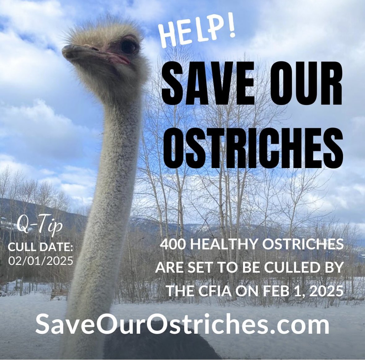 Msbohemia_'s tweet photo. The culling of these beautiful ostriches in BC is just the beginning of what’s to come if people don’t stand up. Bird flu is a scam, pcr tests are a bigger scam yet here we are. Already feeling like convid all over again… https://t.co/iWJeL1sMj7