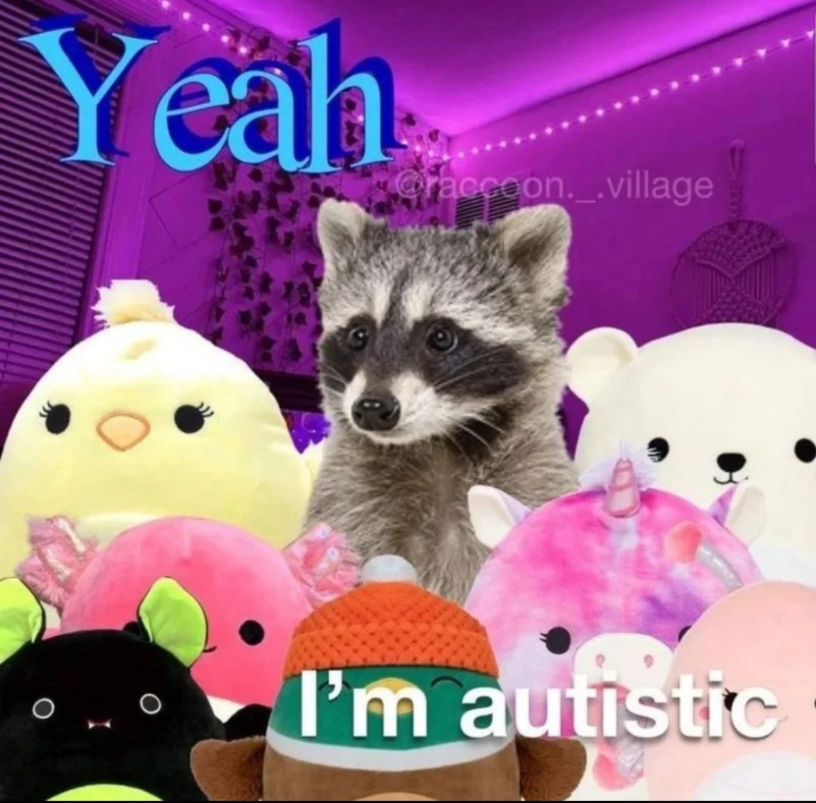 raccoonesthetic's tweet photo. https://t.co/AawbQ8raSf