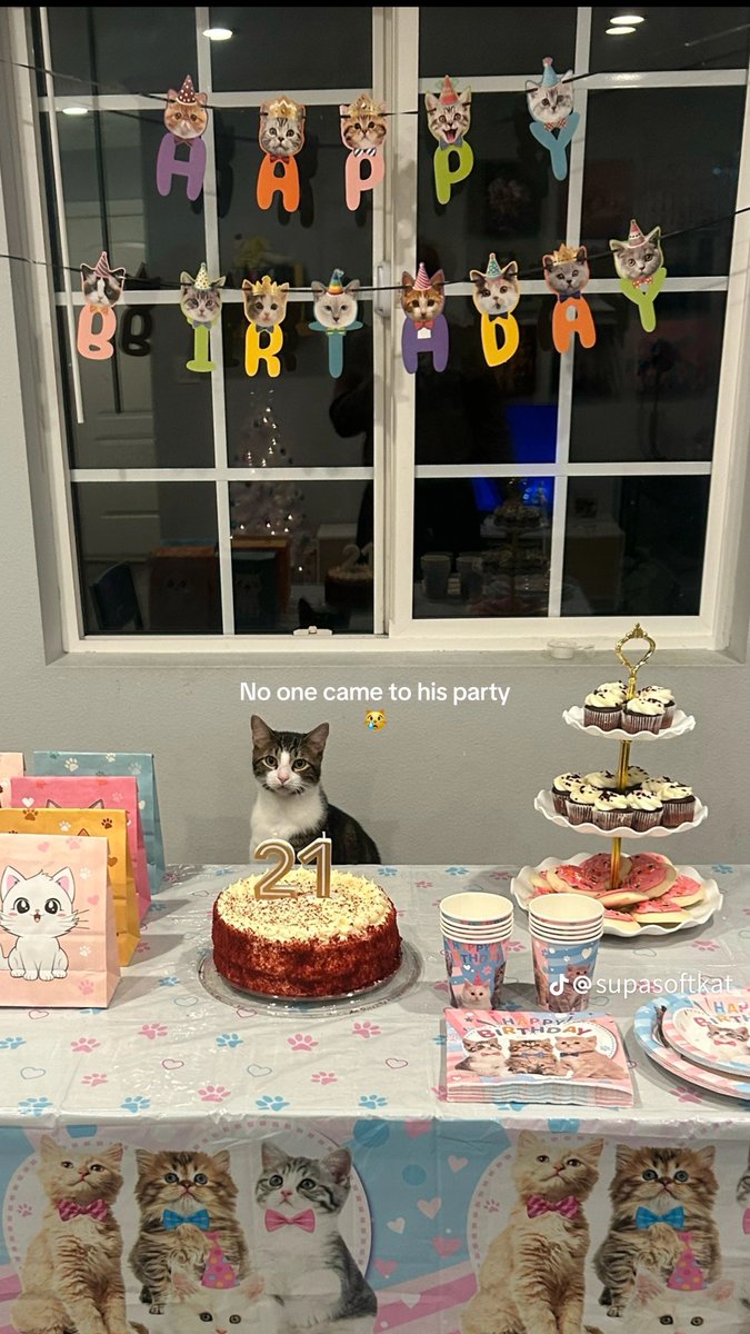 None of the neighborhood cats came 😔