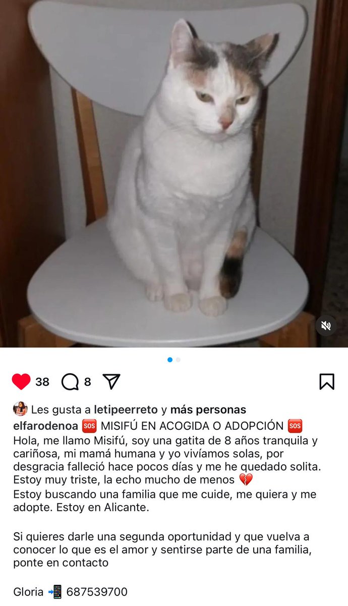 AcofalX's tweet photo. Muy urgente 🆘 Murió la semana pasada su mamá humana con 55 años de repente, está solita en su casa y van a ponerle sus cosas básicas. Difundirla por favor https://t.co/uNfA0CmJil