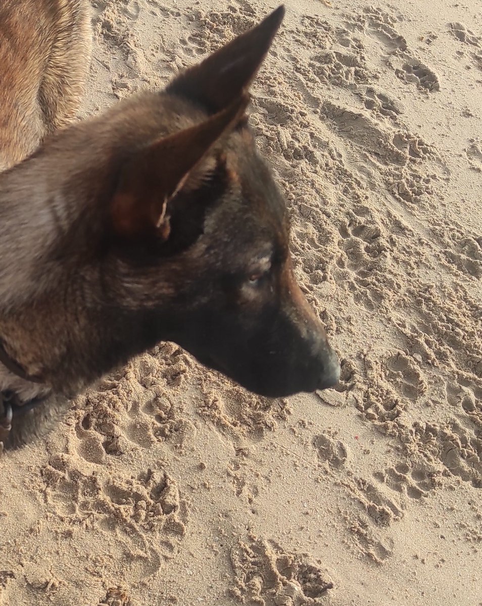 Ac78En's tweet photo. #URGENTE!!!! Perdido en #Montequinto está tarde, lleva collar marrón y responde al nombre de ROKI...Si lo habéis visto o lo veis avisarme. Gracias https://t.co/H1fumSisOU