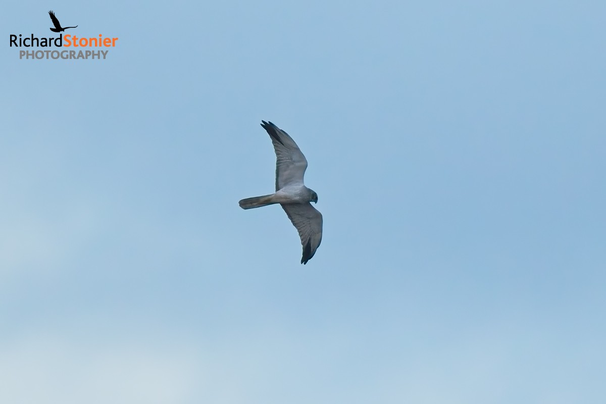 Male Pallid Harrier - Dowrog Common (25 Jan 25)