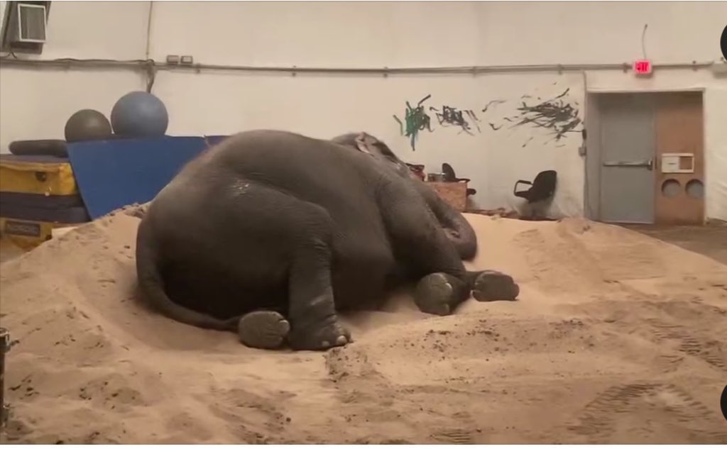 These fixed assessments for #Lucy by biased zoo affiliates is only benefiting the zoo &amp; to keep Lucy in captivity. Her 2024 assessment stated she was healthy &amp; fit, BUT.... excuse after excuse not to move Lucy. Where is Lucy's justice? #FreeLucy <a href="/ftwglobal/">Free The Wild</a>