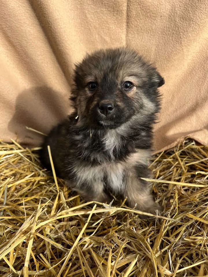Treue Pfoten e.V.🐕🐩🐕‍🦺🦮 tweet media