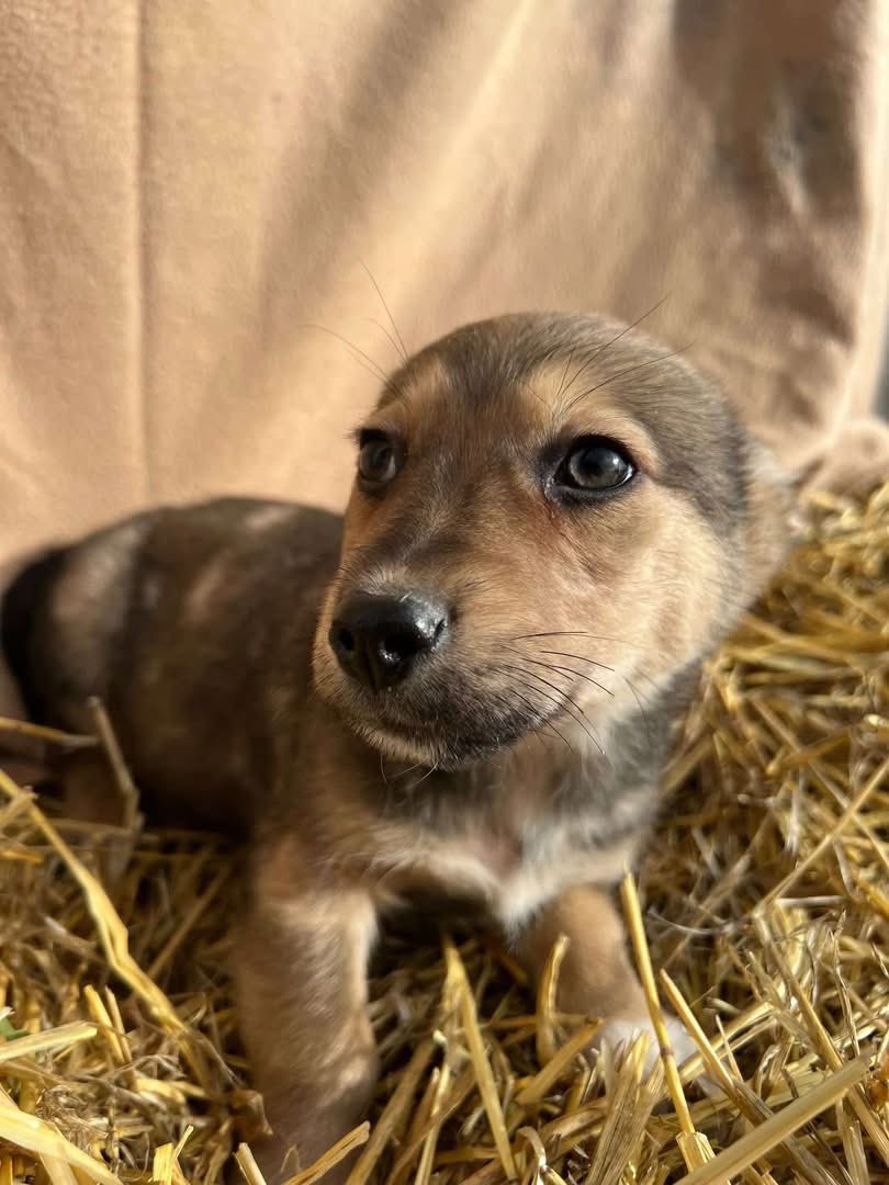 Treue Pfoten e.V.🐕🐩🐕‍🦺🦮 tweet media