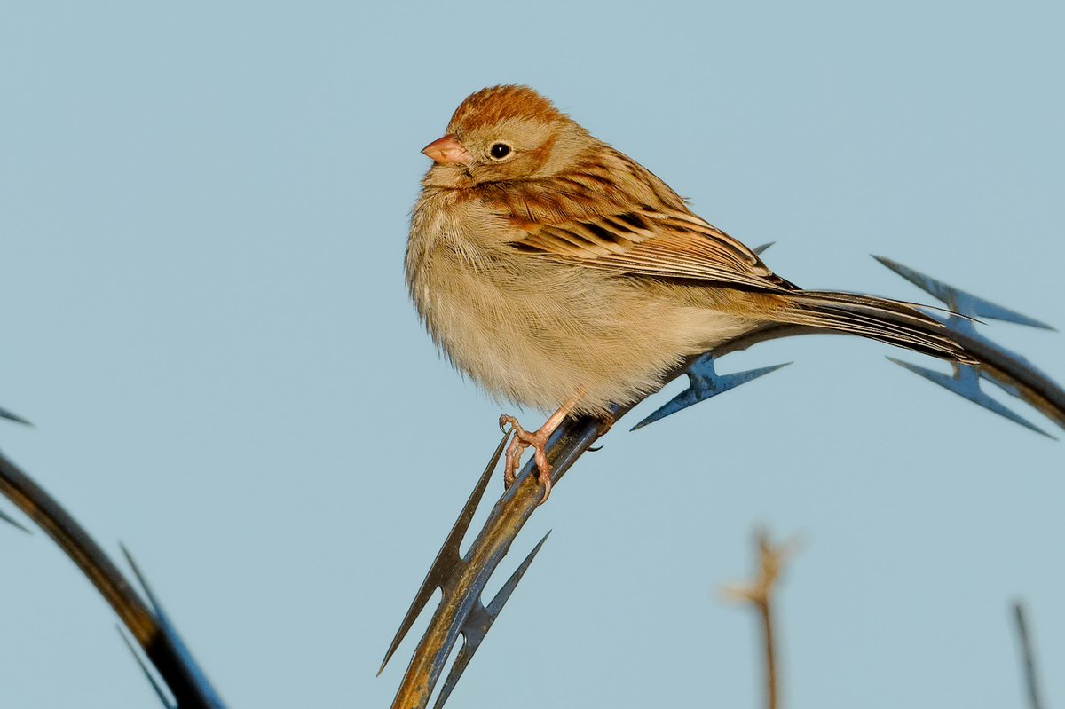 Patrick bx tweet media