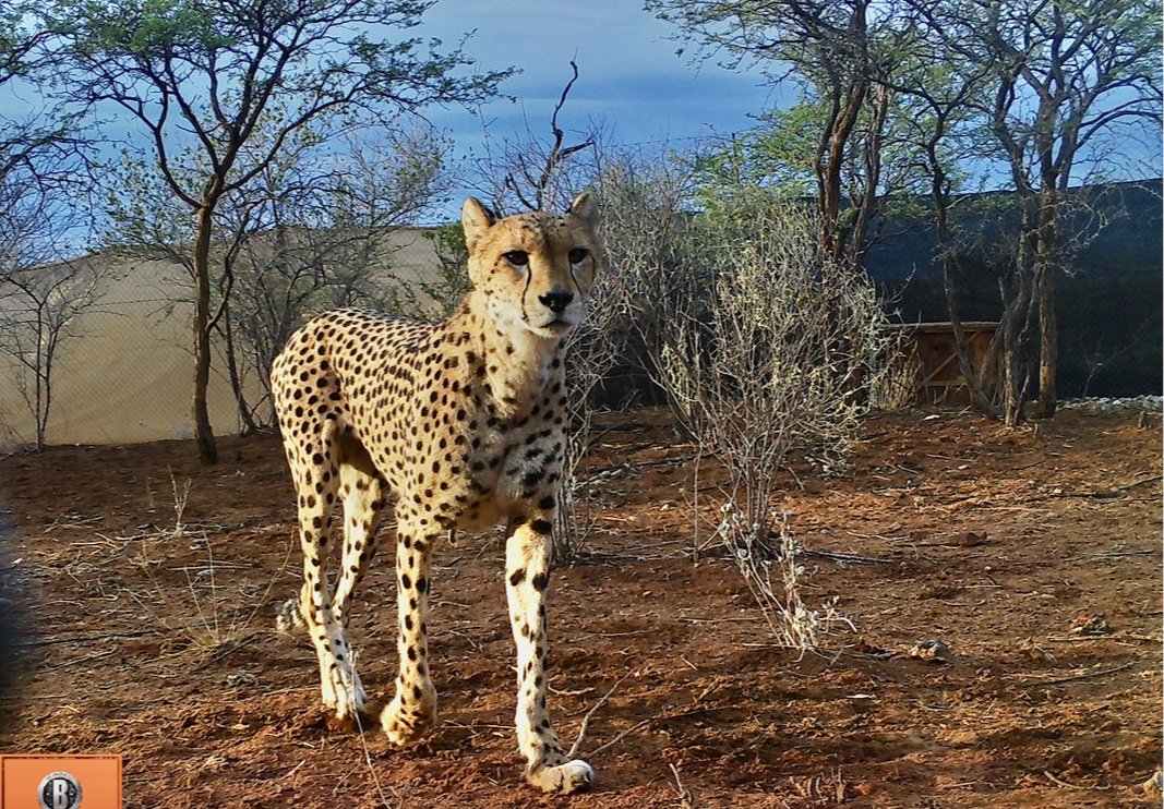 Wildlife Conservation Network tweet media