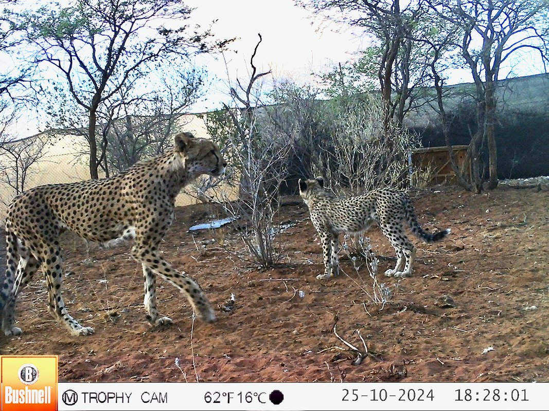 Wildlife Conservation Network (@wildnetorg) on Twitter photo When <a href="/CheetahBotswana/">CCB Cheetah Botswana</a> rescued a trapped mother cheetah, they found three tiny surprises - cubs just weeks old! After months of care, this family of four is thriving and preparing for their wild release in 2025. When <a href="/CheetahBotswana/">CCB Cheetah Botswana</a> rescued a trapped mother cheetah, they found three tiny surprises - cubs just weeks old! After months of care, this family of four is thriving and preparing for their wild release in 2025.
