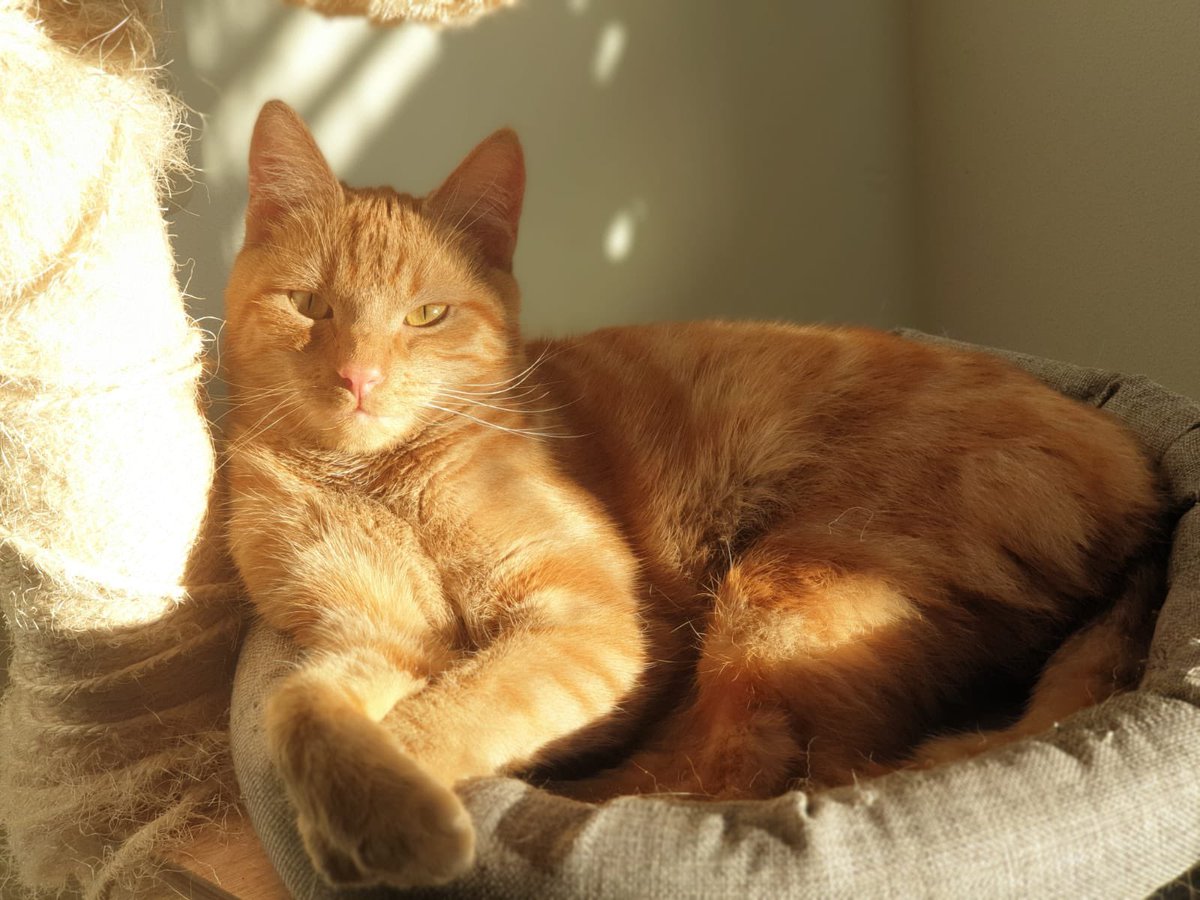 RamonScheepers's tweet photo. @NlPjotr @muis25022002 @karpeteim Ik wacht op je aan de overkant. Goede reis, wees niet bang. Het is goed hier. Liefs, Fozzy😼 https://t.co/dvdGM5GBoQ